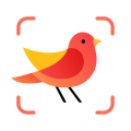 Picture Bird